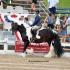 Germantown Charity Horse Show Breed Classes - Gypsy Vanner